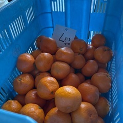 【早い者勝ち】	【1キロ単価150円】皮うす・果汁じゅわっ！今だけの早生みかんをお届け🍊の画像