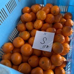 【早い者勝ち】	【1キロ単価150円】皮うす・果汁じゅわっ！今だけの早生みかんをお届け🍊の画像