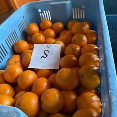 【早い者勝ち】	【1キロ単価150円】皮うす・果汁じゅわっ！今だけの早生みかんをお届け🍊の画像