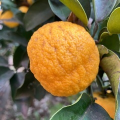【商談中】ゆず　　超新鮮　当日収穫　ゆず　柚子 農薬不使用　自然栽培の画像