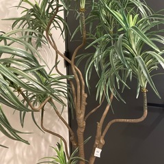 ドラセナ・コンシンネ　大サイズ　プレミアム光触媒フェイクグリーン　の画像