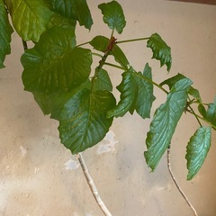 観葉植物フィカス・ウンベラータ　の画像