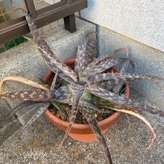 アロエの仲間、クワズイモの仲間の鉢植2鉢の画像