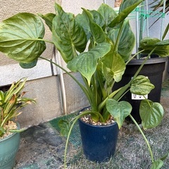 アロエの仲間、クワズイモの仲間の鉢植2鉢の画像