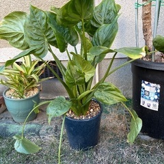 アロエの仲間、クワズイモの仲間の鉢植2鉢の画像