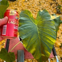 🪴観葉植物🪴　クワズイモの画像