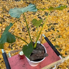 🪴観葉植物🪴　クワズイモの画像