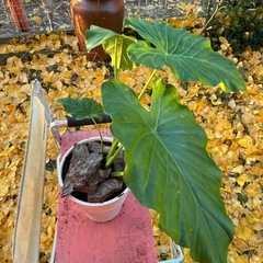 🪴観葉植物🪴　クワズイモの画像