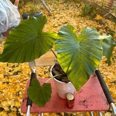 🪴観葉植物🪴　クワズイモの画像