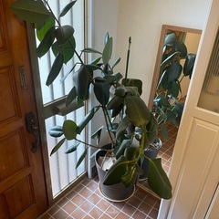会話中 観葉植物インドゴムノキ（フィカス・エラスティカの画像