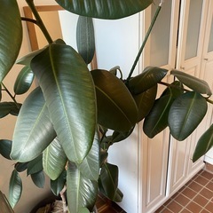 会話中 観葉植物インドゴムノキ（フィカス・エラスティカの画像
