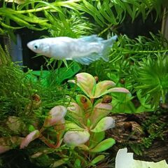 ラムズホーン10〜30匹お譲りしますの画像