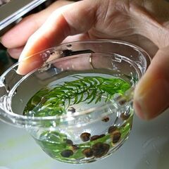 ラムズホーン10〜30匹お譲りしますの画像