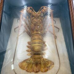 【❗️✨味わい深い🦞✨❗️】伊勢海老 標本ディスプレイ 木製ケース 額装タイプ ✨簡易清掃・現状品‼️の画像