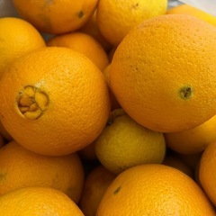 オレンジの画像