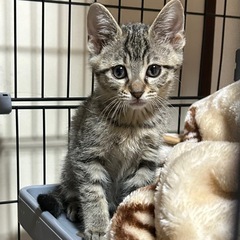 二か月の子猫ちゃん【里親さん募集】