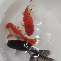 【成約済】⑤オランダローズテール3匹セット