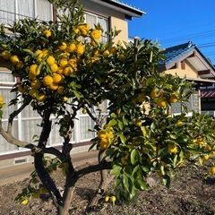 新鮮　ゆずの画像