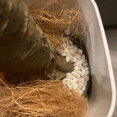 ドラセナ・コンシンネ　大サイズ　プレミアム光触媒フェイクグリーン　の画像