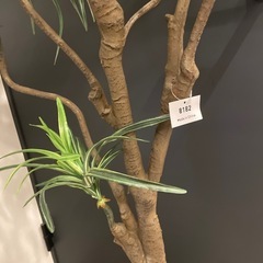 ドラセナ・コンシンネ　大サイズ　プレミアム光触媒フェイクグリーン　の画像