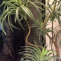 ドラセナ・コンシンネ　大サイズ　プレミアム光触媒フェイクグリーン　の画像