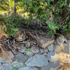 伐採ヒノキ【現在】の画像