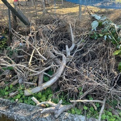 伐採ヒノキ【現在】の画像