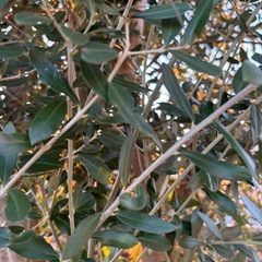 オリーブの木の画像