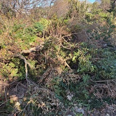 【引き取りに来れる方限定】伐採した枝、切り株などの画像