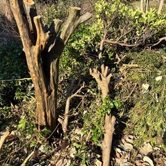 【引き取りに来れる方限定】伐採した枝、切り株などの画像