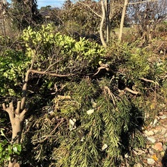 【引き取りに来れる方限定】伐採した枝、切り株などの画像