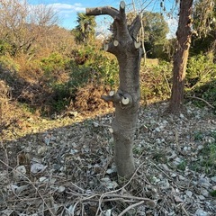 【引き取りに来れる方限定】伐採した枝、切り株などの画像