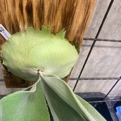 ビカクシダ ベイチー ワイルド板サイズ17×30 観葉植物の画像