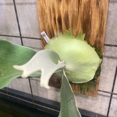 ビカクシダ ベイチー ワイルド板サイズ17×30 観葉植物の画像