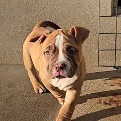 アメリカンブリー男の子③