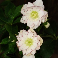 クリスマス　ローズ　ピコティ　種からのお花　ポットのまま発送！おまけもたくさんおつけします。の画像