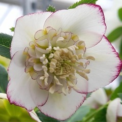 クリスマス　ローズ　ピコティ　種からのお花　ポットのまま発送！おまけもたくさんおつけします。の画像