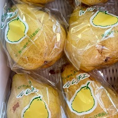 新潟県央産 ル・レクチェ 4kgＢ品①
の画像