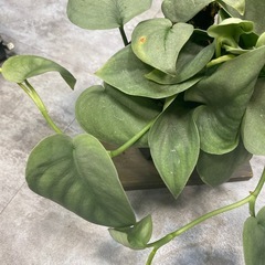 スキンダプサス オルモストシルバー ツヤ感 観葉植物 の画像