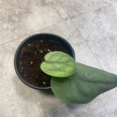 スキンダプサス オルモストシルバー ツヤ感 観葉植物 の画像