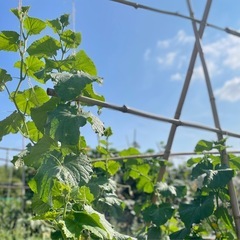 訳あり柿10個（第7弾）の画像