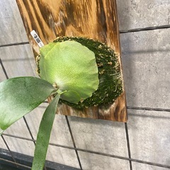 ビカクシダ キリン　板サイズ18×30 観葉植物の画像