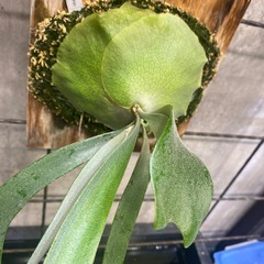 ビカクシダ キリン　板サイズ18×30 観葉植物の画像