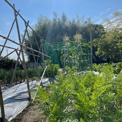 訳あり柿10個（第8弾）の画像