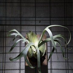 ビカクシダ キリン　板サイズ18×30 観葉植物の画像