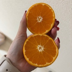 12月7日限定‼️みかん20個 柚子3つ 柿3個の画像