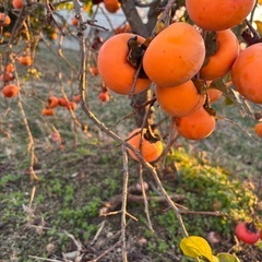 12月7日限定‼️みかん20個 柚子3つ 柿3個の画像