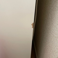 ニトリ食器棚の画像