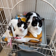 ハチワレ親子🐱🐱🩷