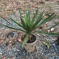 ユッカ　グロリオサ　アツバキミガヨラン　キミガヨラン　観葉植物　塊根植物　多肉植物　ビザールプランツ　レアプランツ　ガーデニング　植物　グリーン　趣味　盆栽　葉　花　庭　草　インテリア　おしゃれ　飾り　園芸　の画像